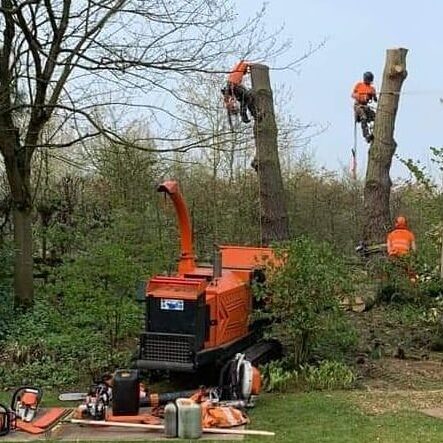 Uk arborists at work Beechwood Industries