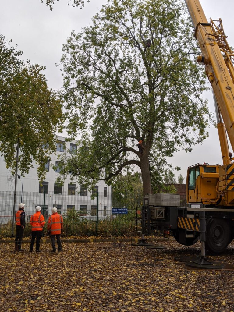 climbing arborist Matt Glynn removing a tree with crane