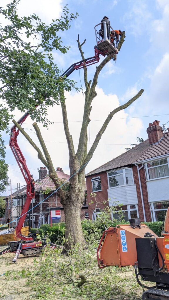 tree surgeons using a mew to dismantle a London plane tree