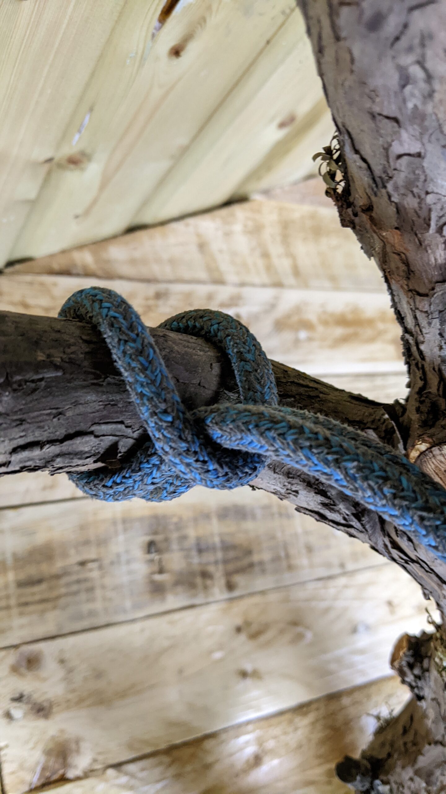 What Knots Do Tree Climbers Use?