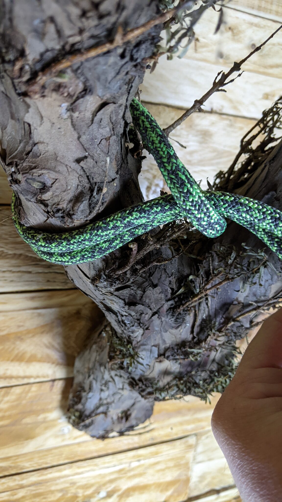 What Knots Do Tree Climbers Use?