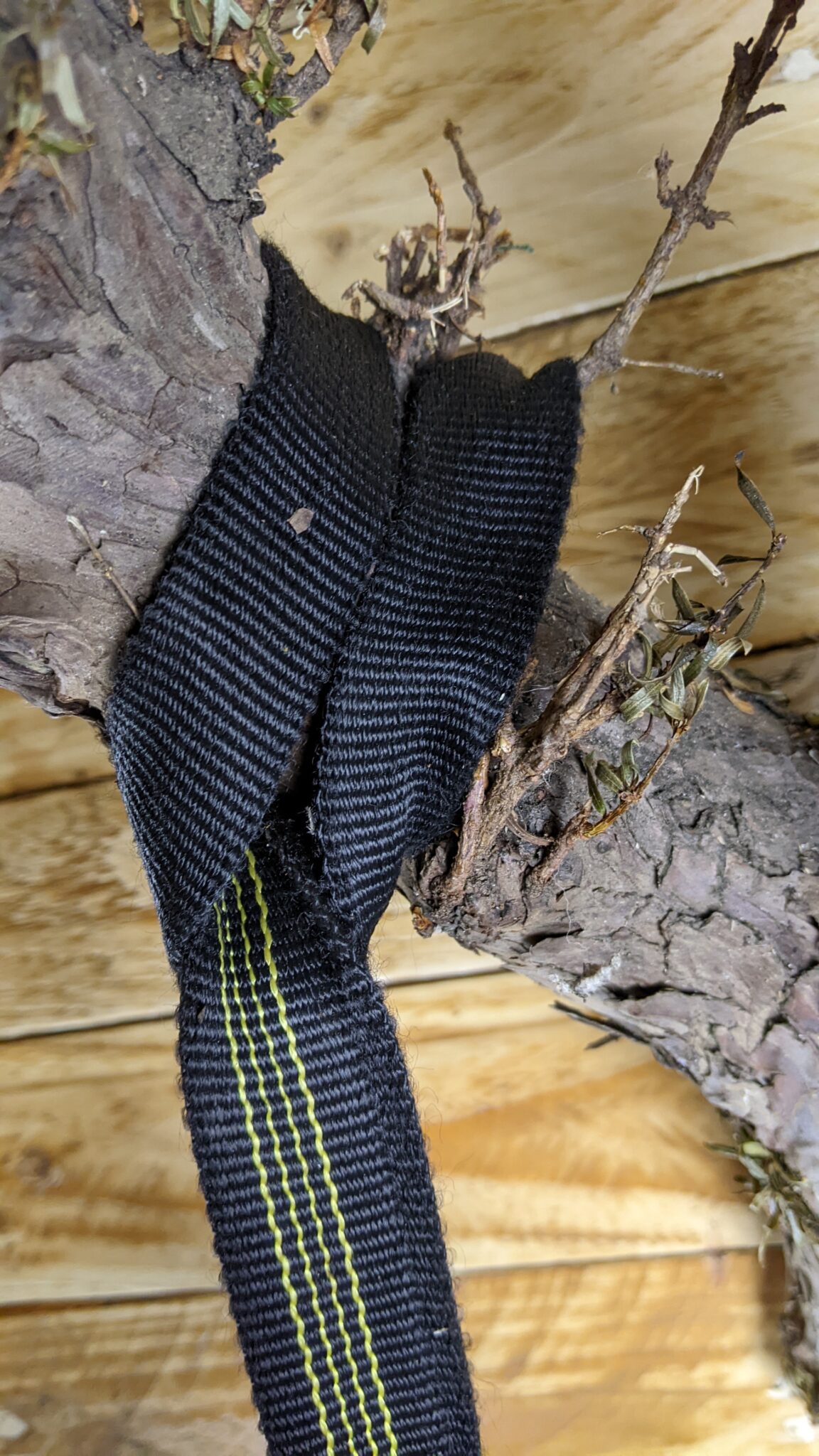 What Knots Do Tree Climbers Use?