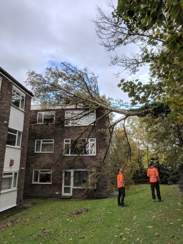 storm damaged tree fallen on building