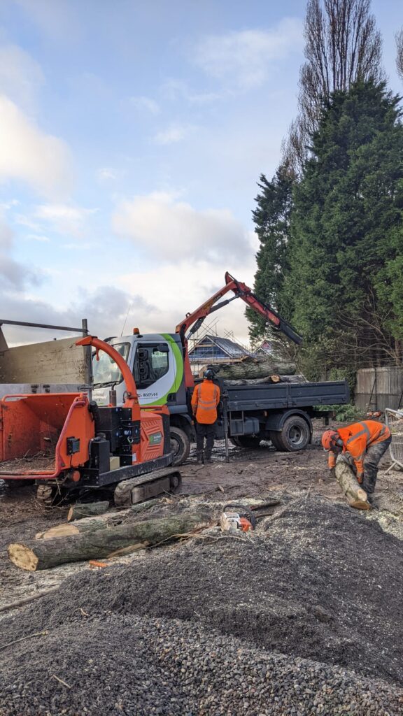 arborists from Beechwood industries removing timber from site