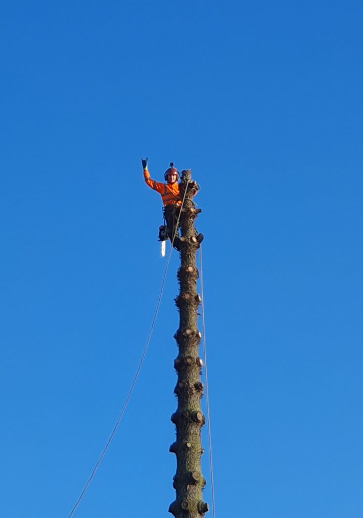 Matt Glynn monkey puzzle tree