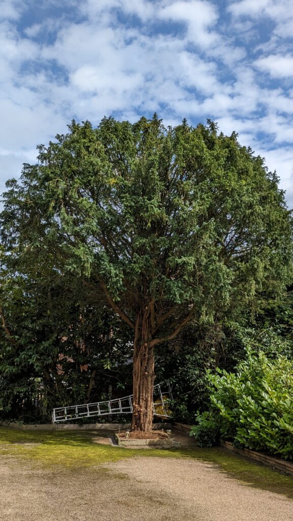 Tree pruning Reduction crown services