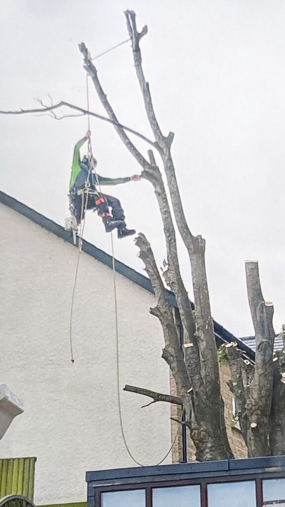 tree dismantle and removal services