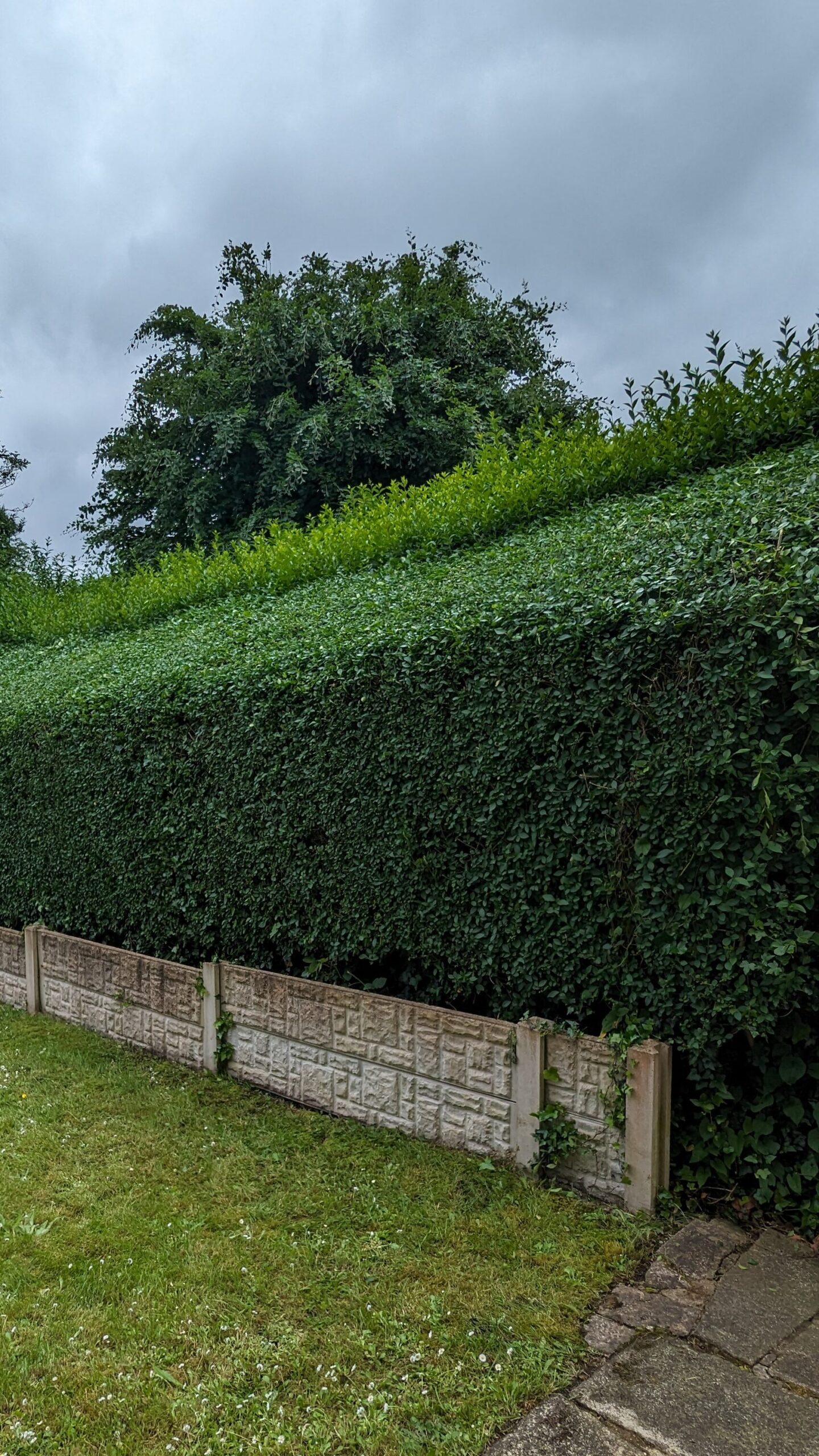 hedge cutting trimming services