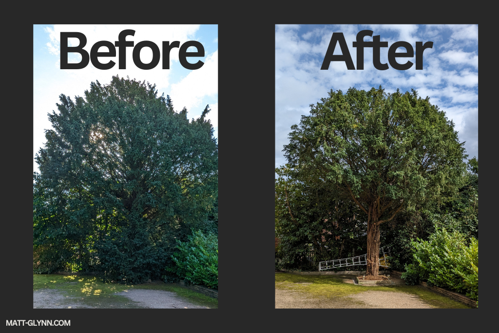 tree pruning crown reductions