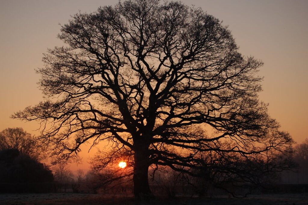 tree pruning crown clean