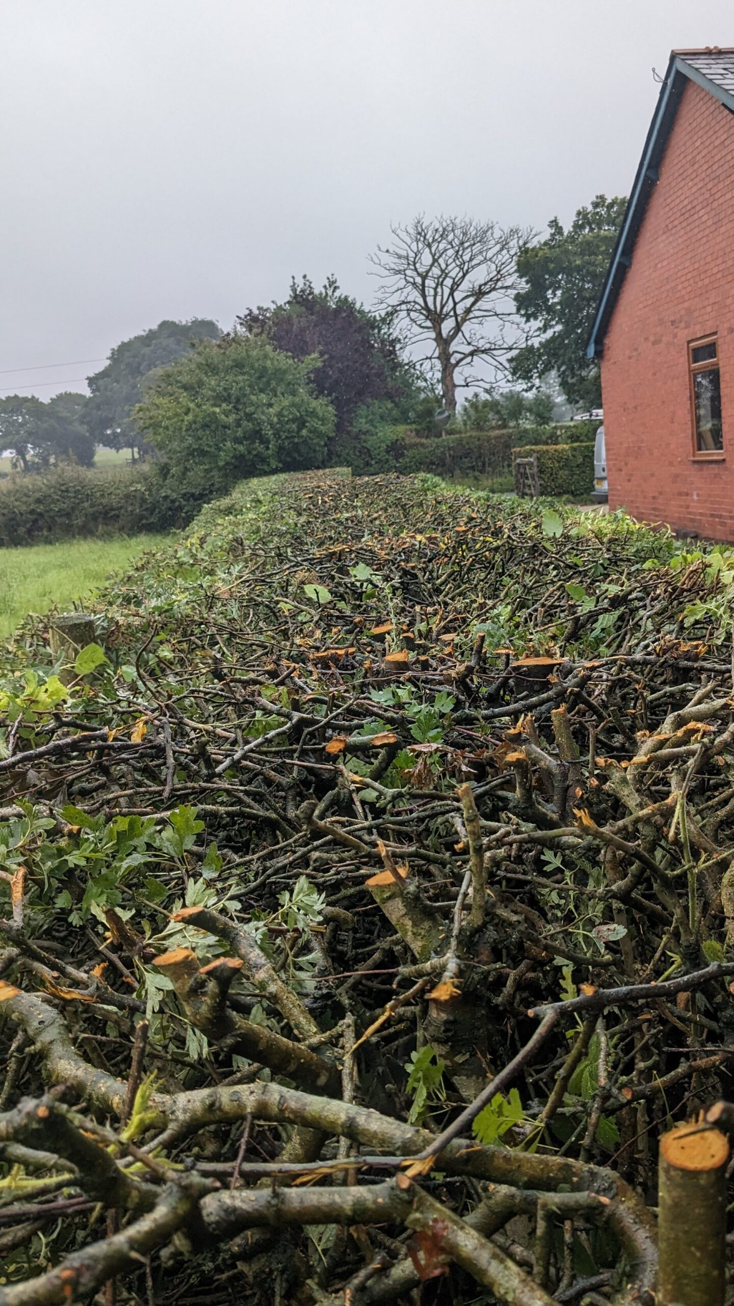 PXL_20230722_120449929 hedge reduction