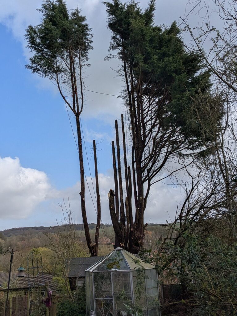 conifer dismantle conifer tree dismantle